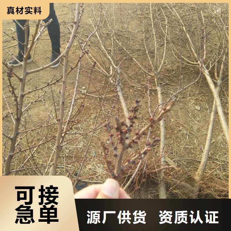 杏桃树苗产品细节参数选择我们没错