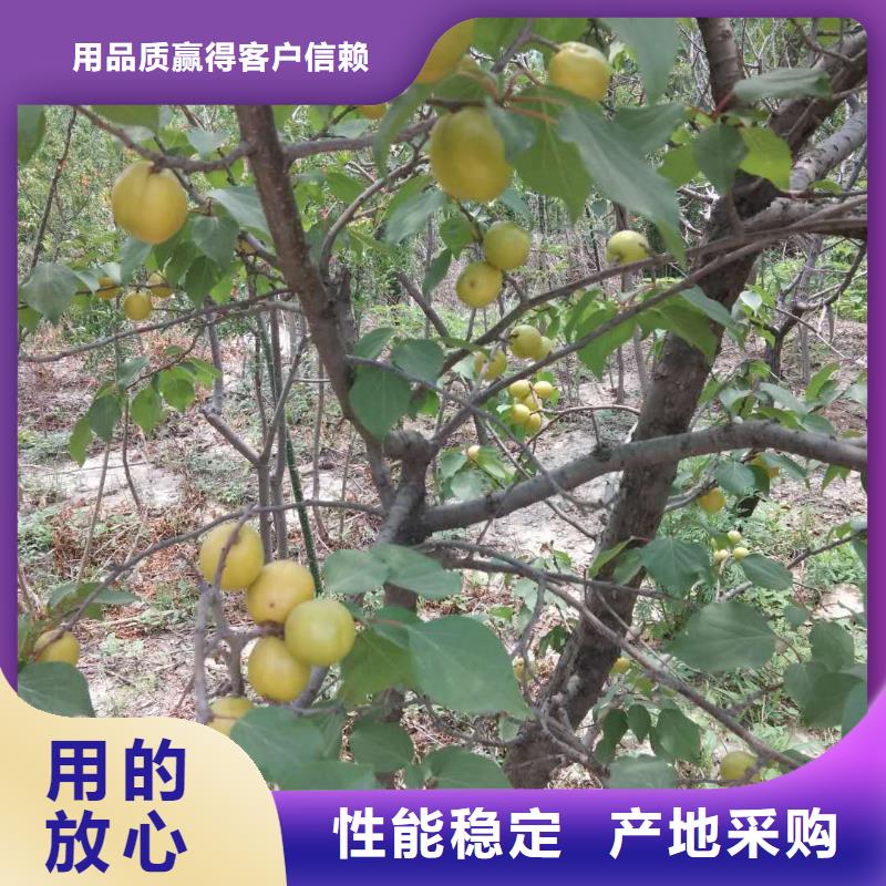 【杏樱桃苗优势】当地公司