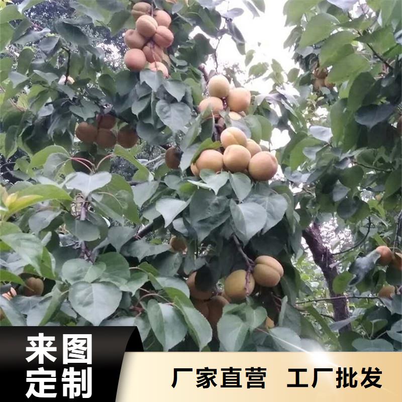 【杏樱桃苗敢与同行比质量】现货交易