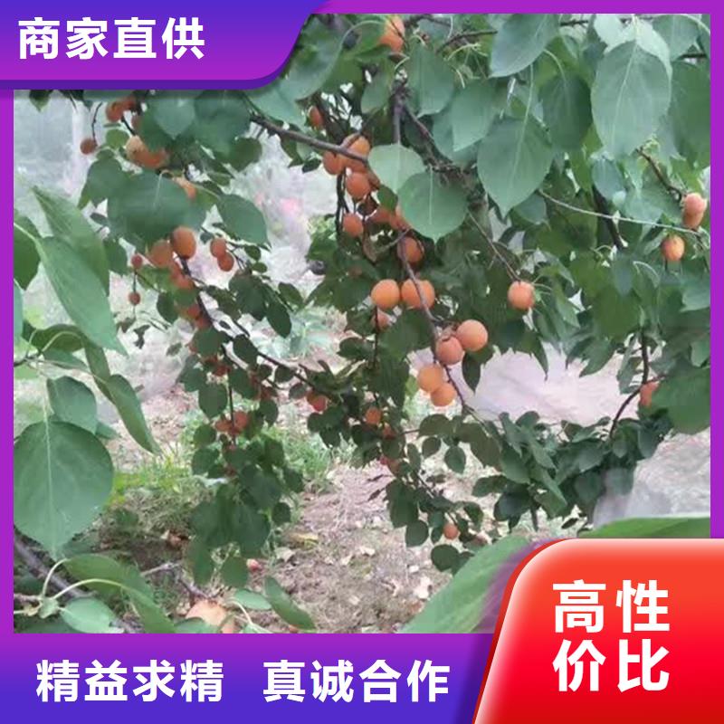 【杏_苹果苗当地货源】优质货源