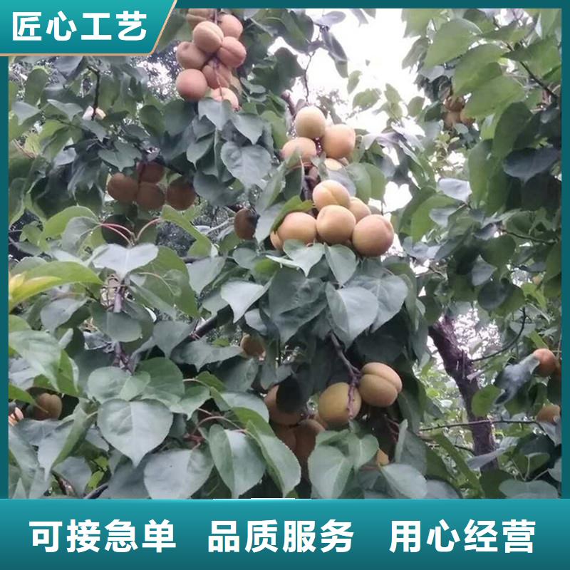 【杏-苹果苗品牌专营】当地经销商