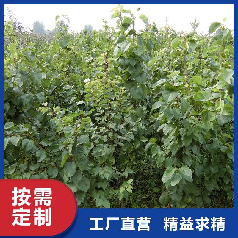 杏【奶油草莓】制造厂家来图来样定制