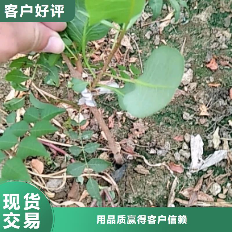 开心果蓝莓苗专业生产设备行业优选