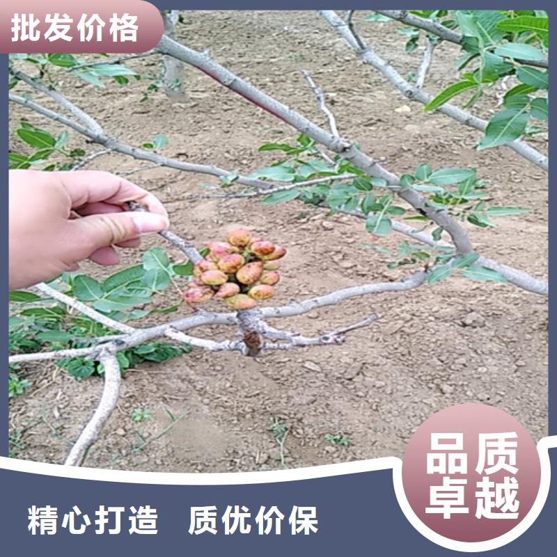 开心果,【花椒苗】批发商工厂批发