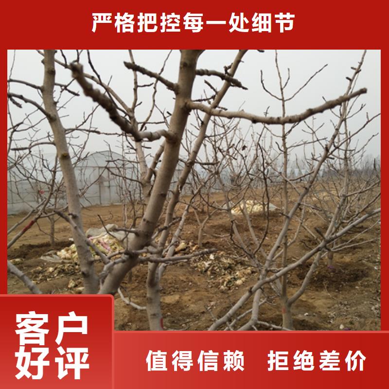 开心果,樱桃苗产品细节参数本地生产商