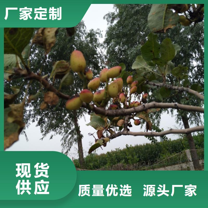 【开心果_樱桃苗严格把控质量】定制不额外收费