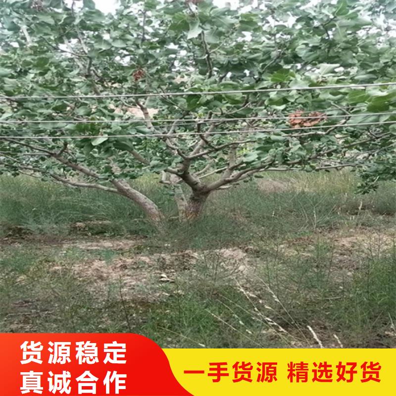 开心果苹果苗严格把关质量放心供您所需