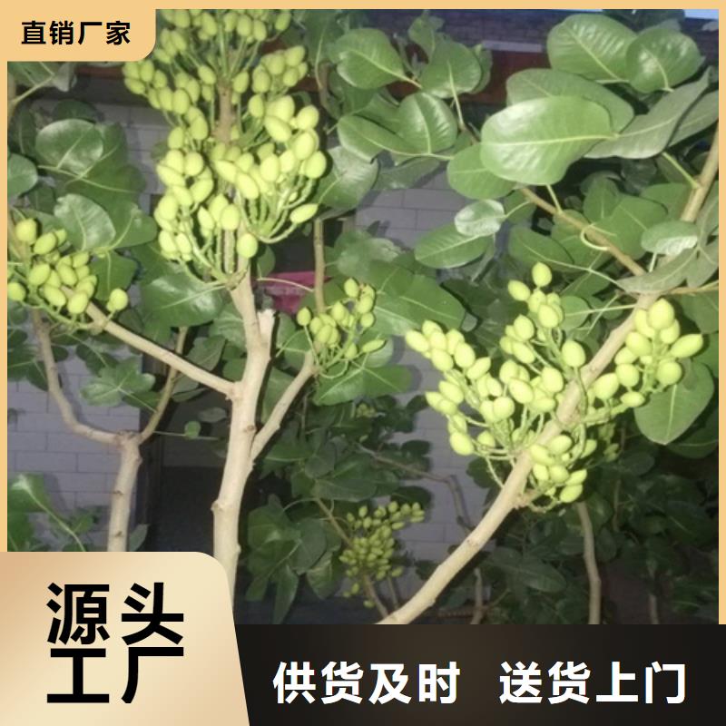 开心果【草莓苗】物流配货上门附近货源