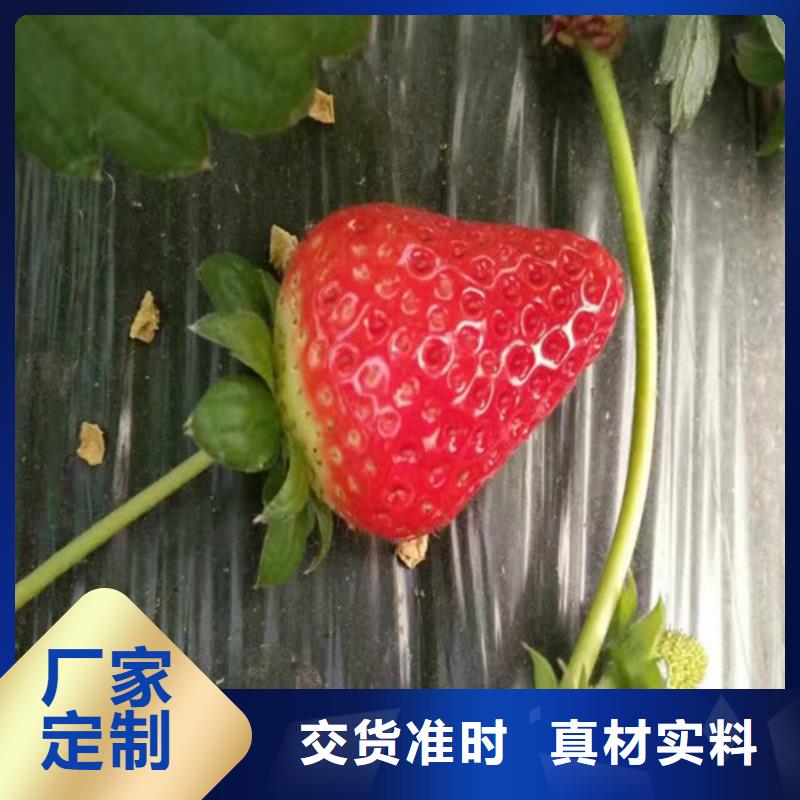草莓苗,大棚草莓苗源厂直销本地公司