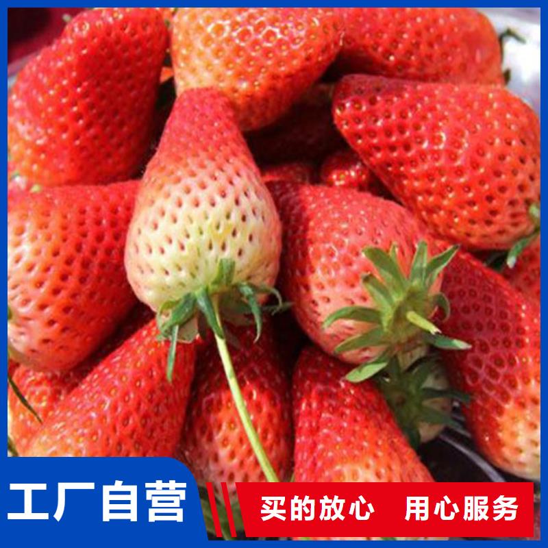 【草莓苗】毛蟠桃树苗基地经销商本地生产商