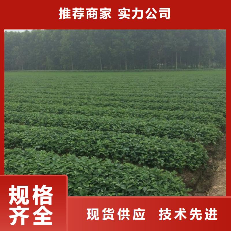 草莓苗-火箭大樱桃树苗全新升级品质保障N年生产经验