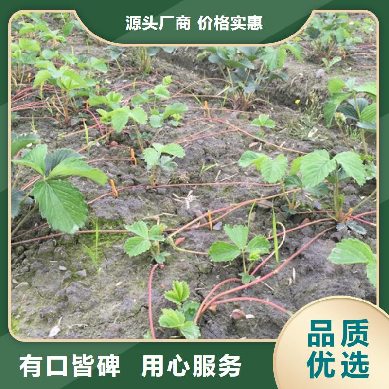 草莓苗_苹果苗基地畅销当地口碑好实力强