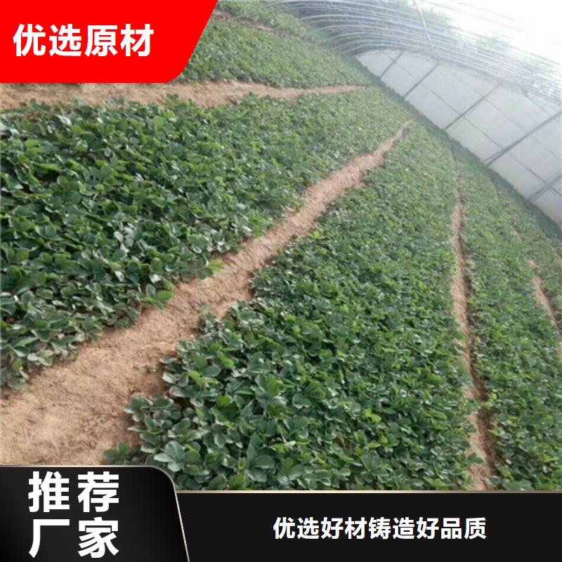 草莓苗大棚草莓苗专心专注专业当地货源
