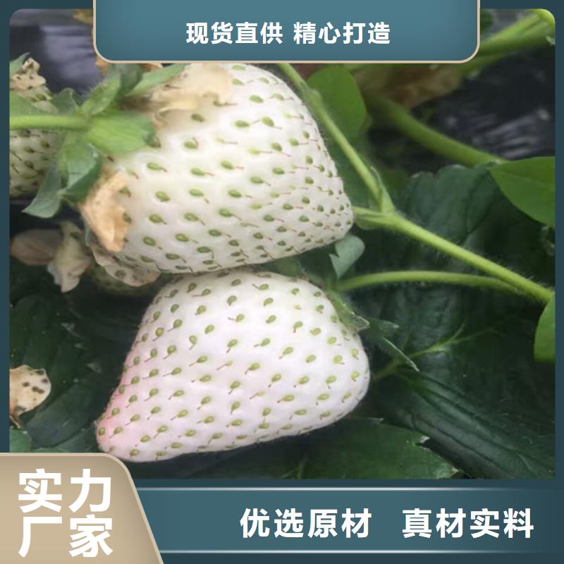 草莓苗,黄桃树苗工程施工案例买的放心安兴用的舒心