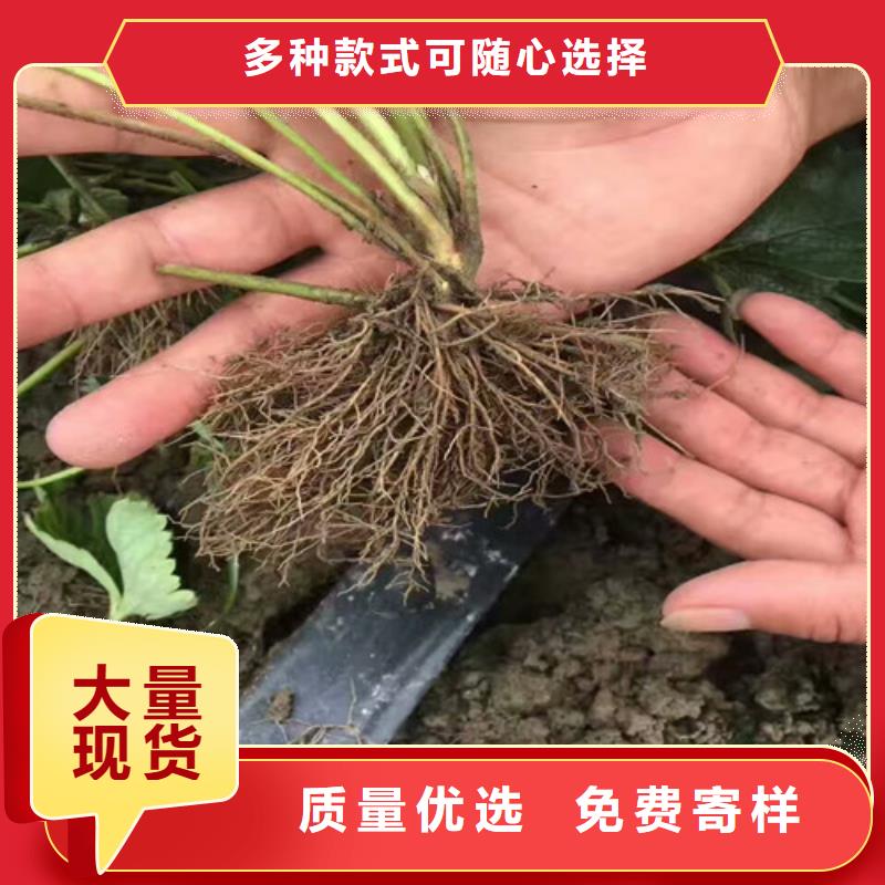 草莓苗草莓苗价格现货直发免费询价