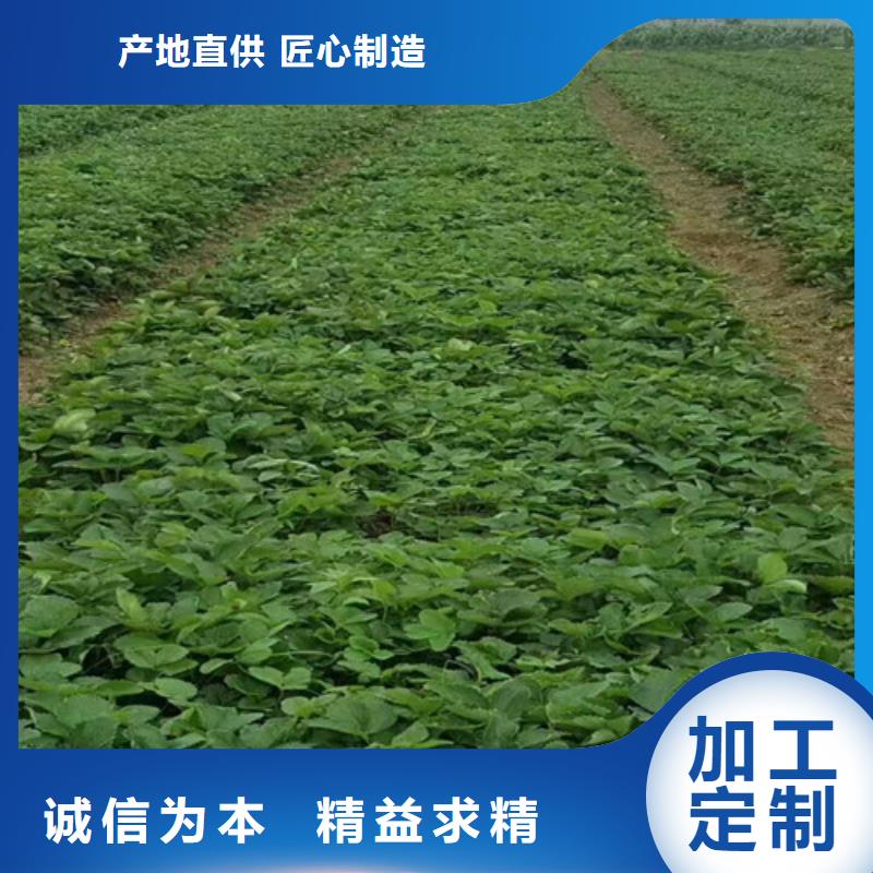 草莓苗夏黑葡萄苗售后服务完善本地生产商