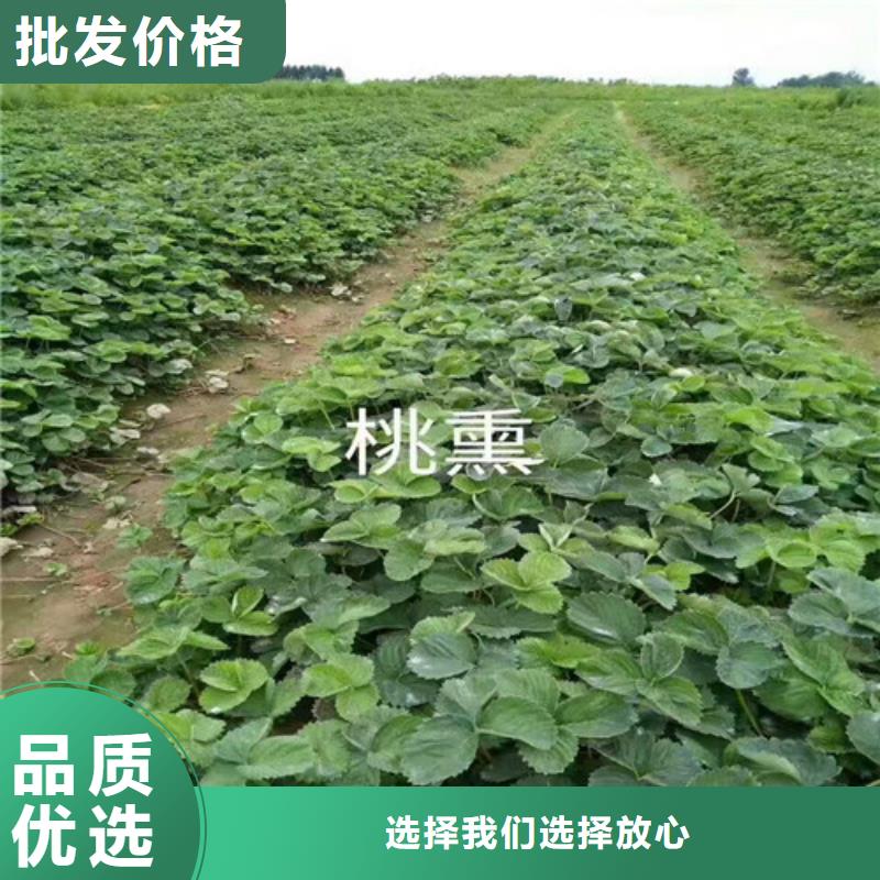 草莓苗-葡萄苗实力商家质量好