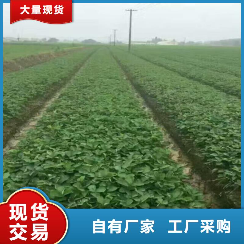 草莓苗【甜柿子树苗】老品牌厂家当地服务商