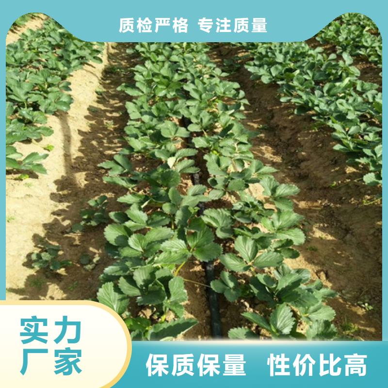 草莓苗大红袍花椒苗优选货源同城品牌
