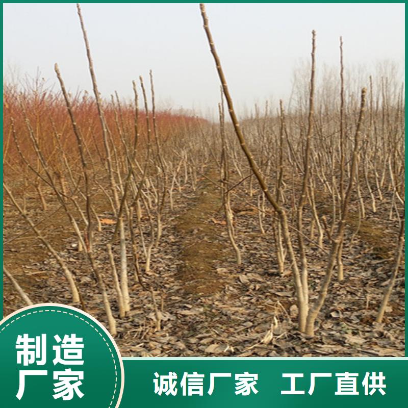 核桃苗-大红袍花椒苗源头实体厂商本地公司