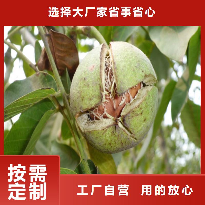 核桃苗草莓苗价格品质服务诚信为本质优价廉