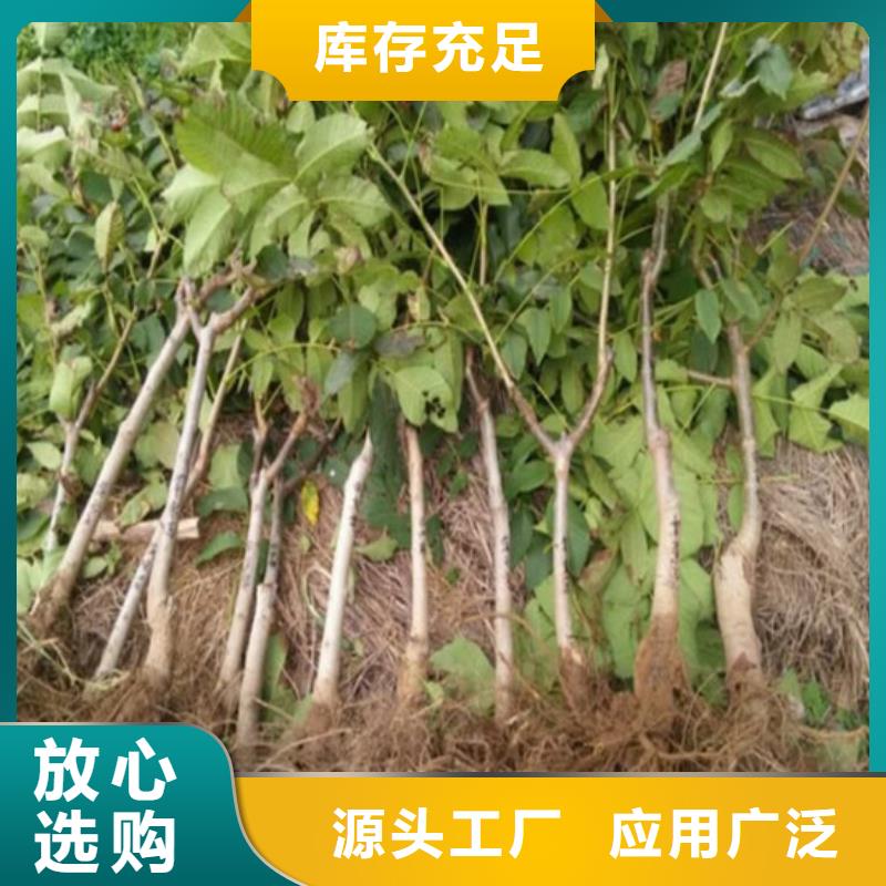 【核桃苗黄宝石梨树苗精选好货】型号全价格低