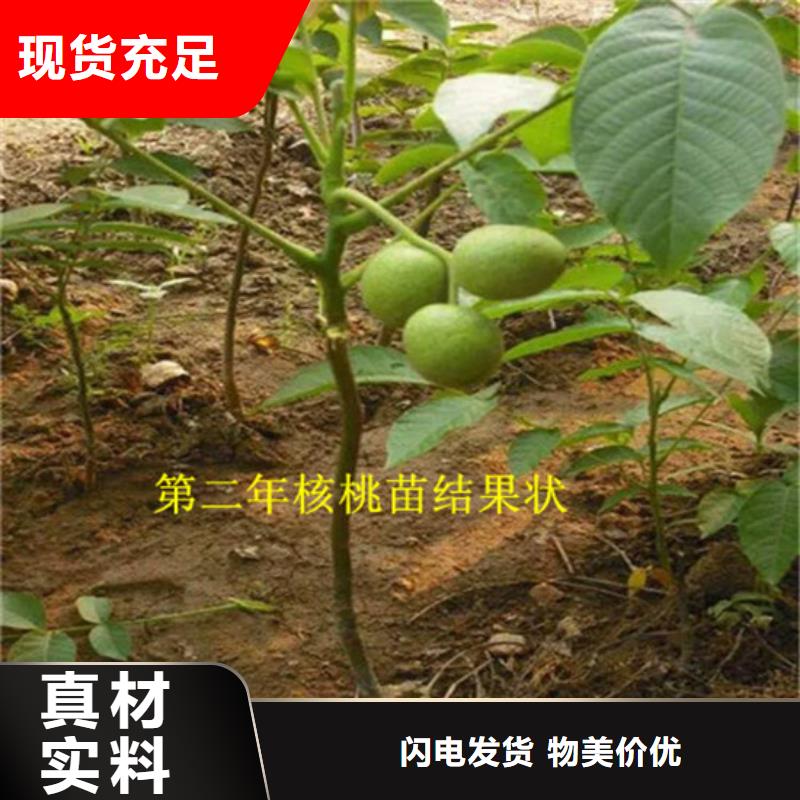 核桃苗桃树苗基地一站式采购方便省心现货直发