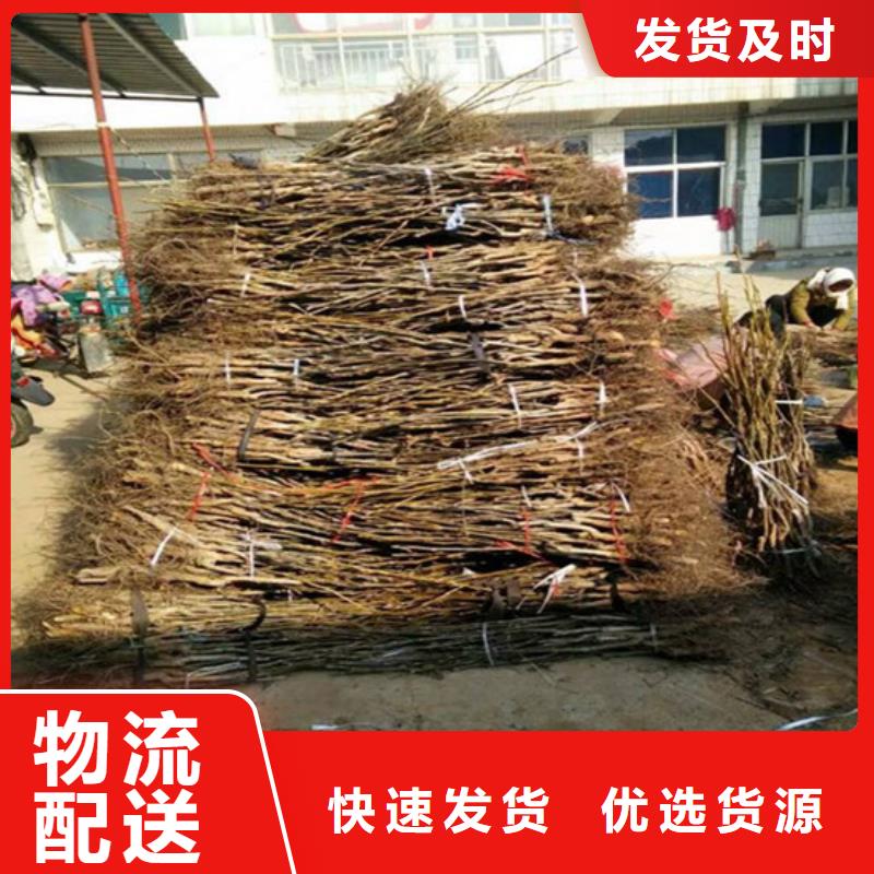 核桃苗梨树苗基地以质量求生存保障
