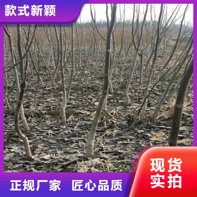 核桃苗果树苗批发基地以质量求生存附近供应商