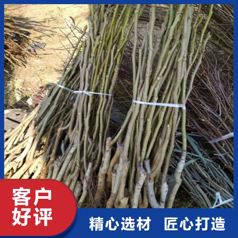 核桃苗【樱桃苗基地】闪电发货实力工厂
