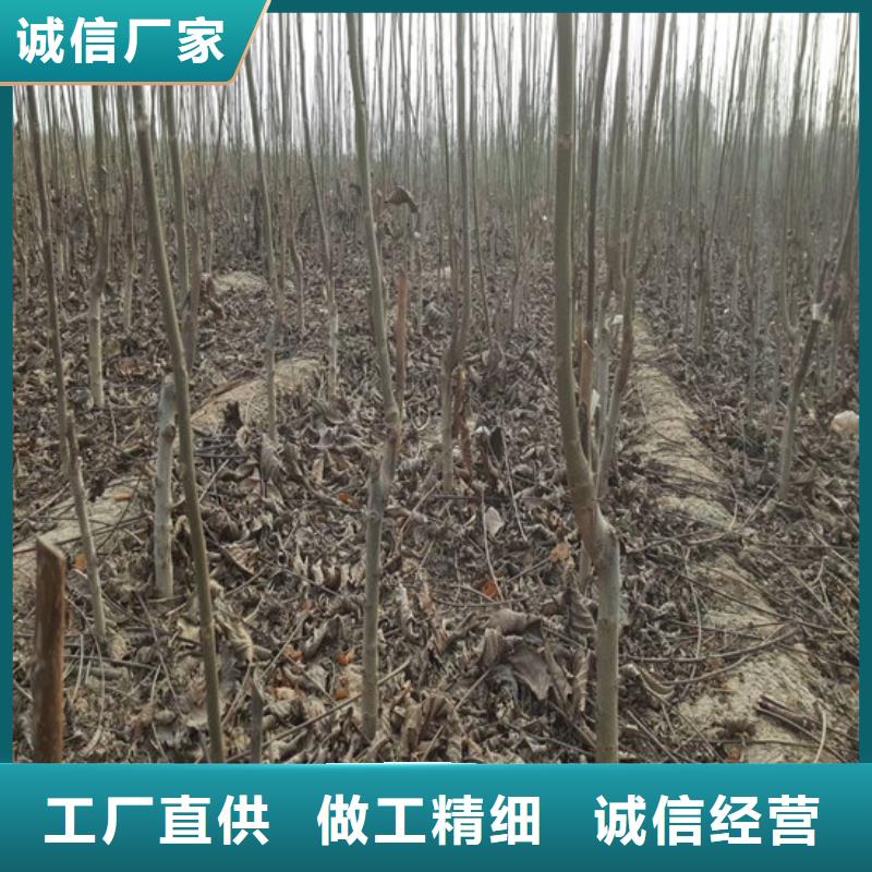 核桃苗大棚草莓苗产品参数不只是质量好