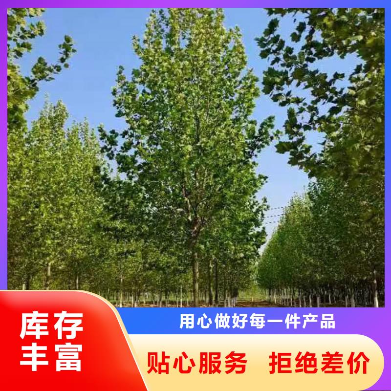 【法桐】国槐让利客户销售的是诚信