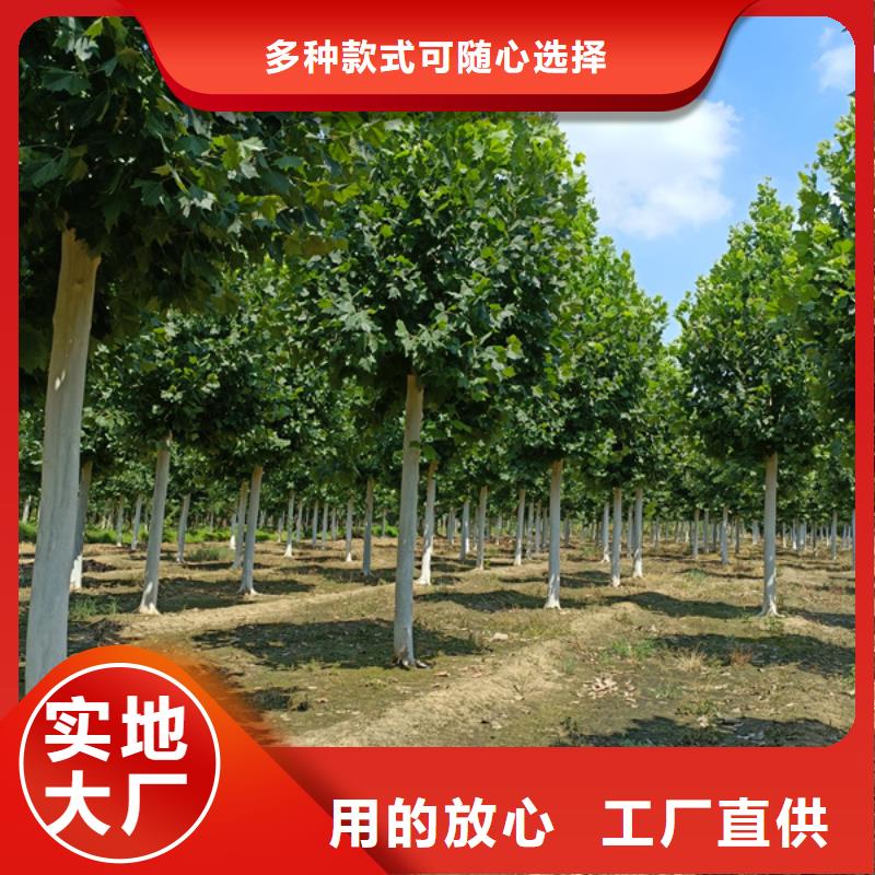 法桐国槐市场报价同城品牌