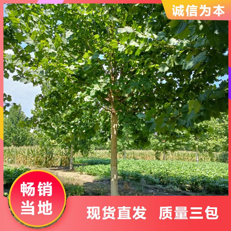 法桐工厂直营精工制作