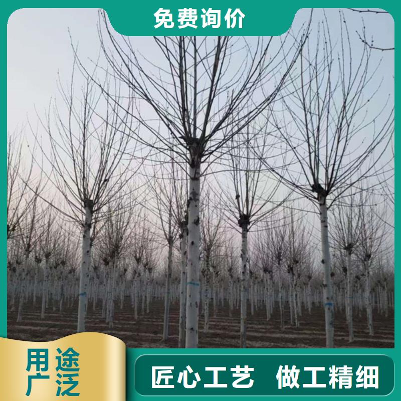 法桐,国槐严选好货同城服务商