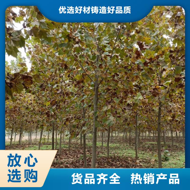 法桐白蜡品质保证实力见证当地货源
