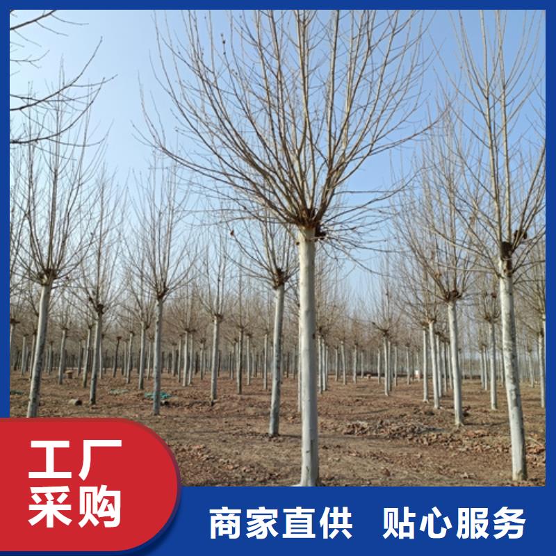 法桐_秋紫白蜡一手货源源头厂家值得信赖