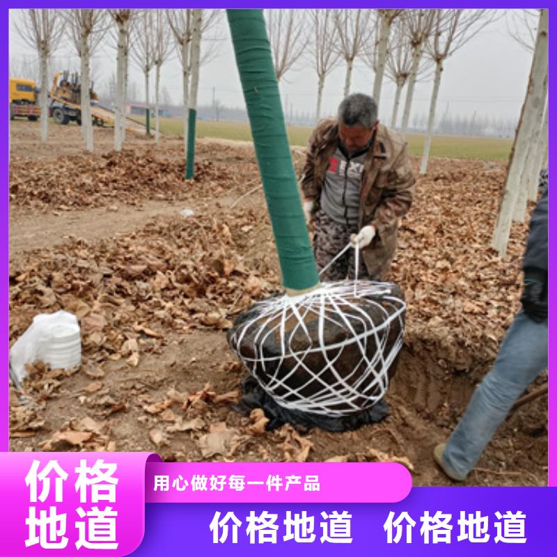【法桐五角枫客户信赖的厂家】源头厂家直销
