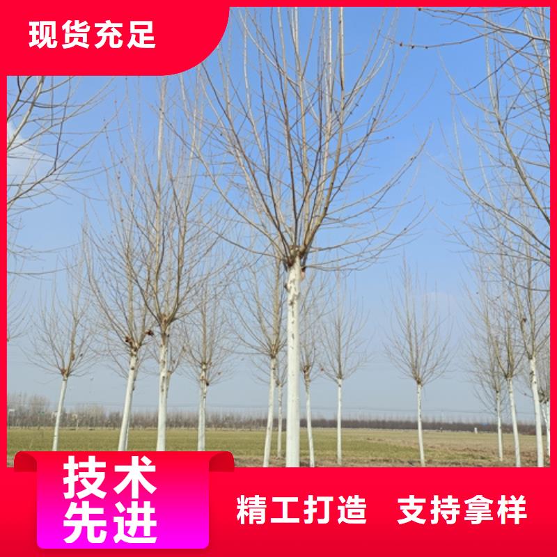 法桐,金叶复叶槭质量优价格低质量上乘
