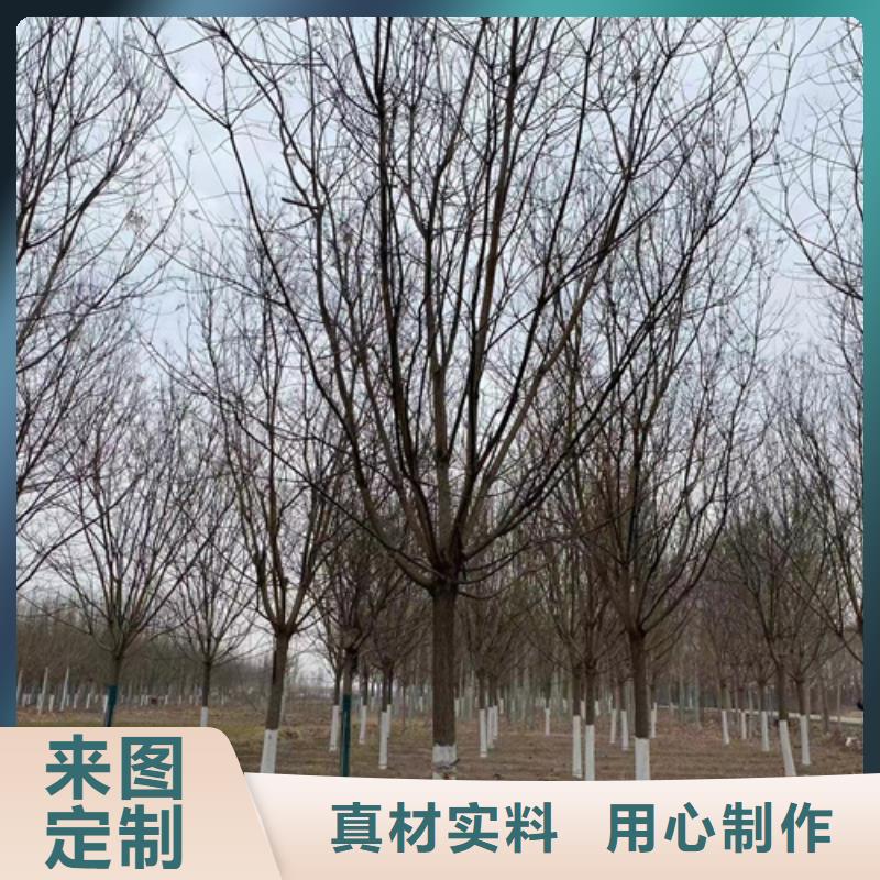法桐白蜡信誉至上当地生产厂家