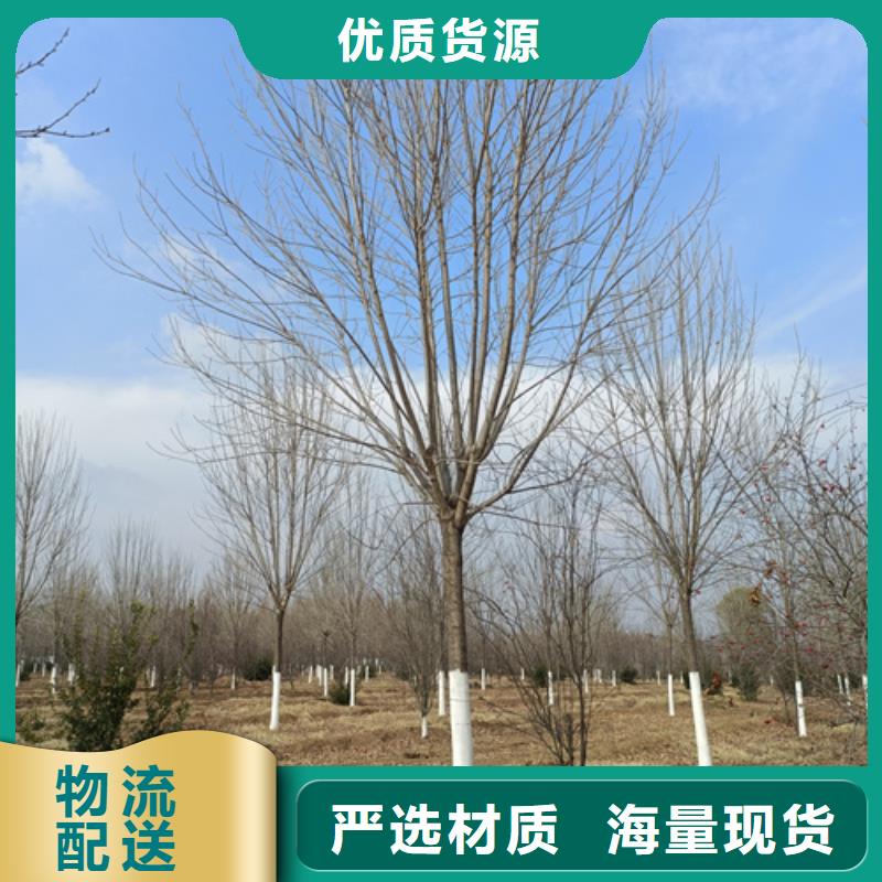法桐五角枫厂家同城公司