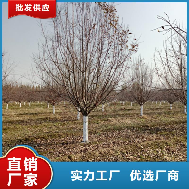 法桐国槐高品质诚信厂家同城制造商