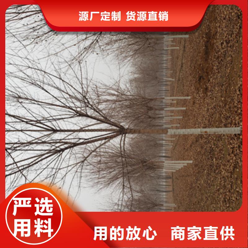 法桐,金叶槐质检严格放心品质按需设计