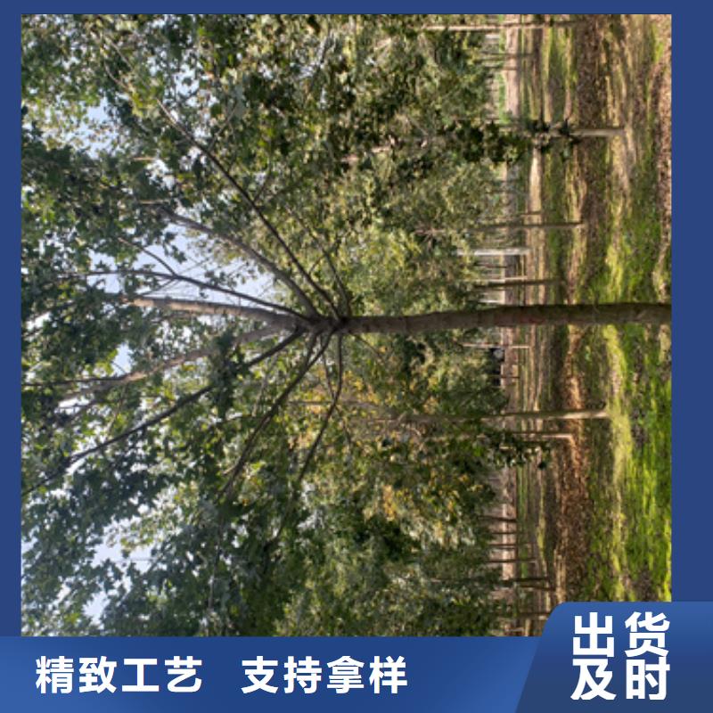 法桐国槐货品齐全定制定做