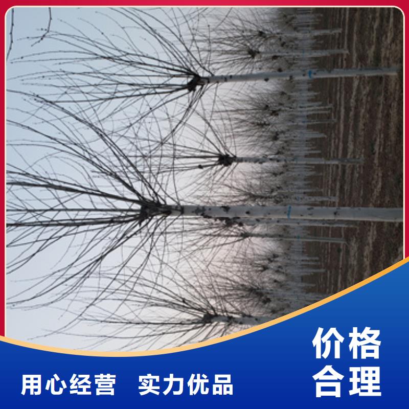 法桐当地厂家值得信赖欢迎新老客户垂询