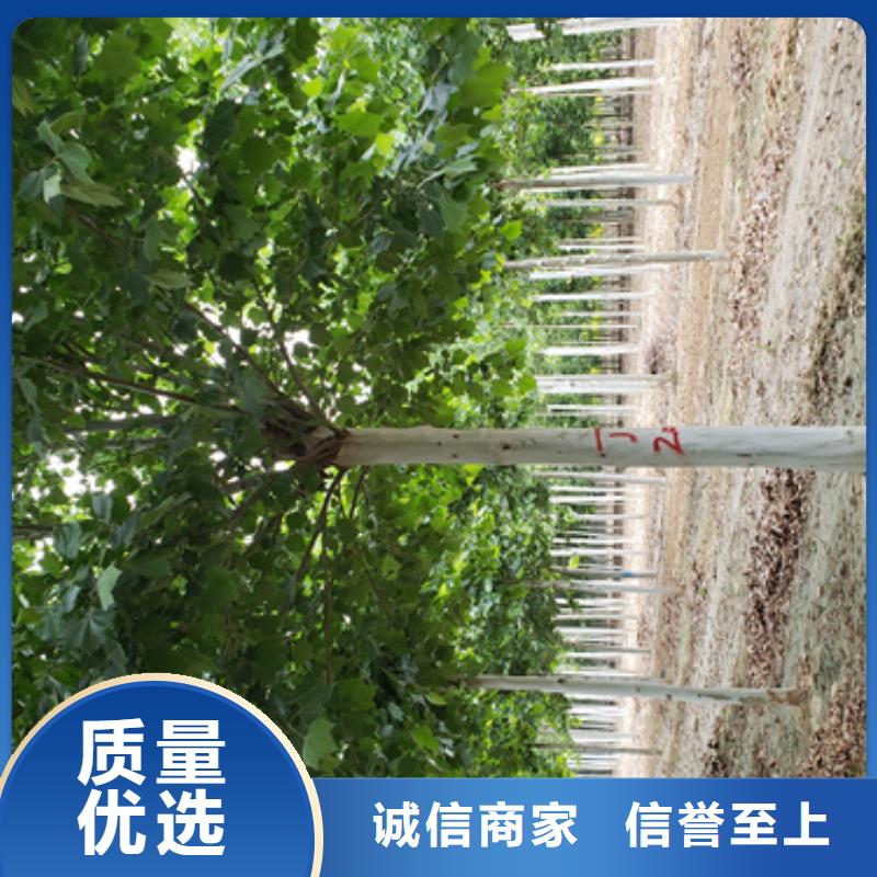法桐,五角枫质量牢靠同城服务商