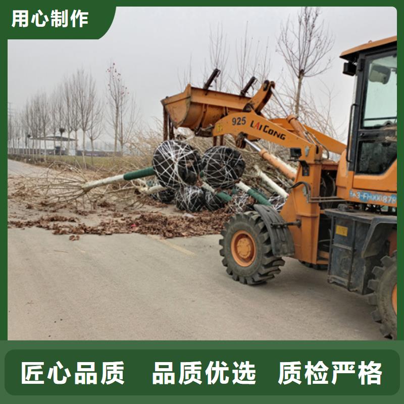 【法桐】-美国红枫老客户钟爱订制批发