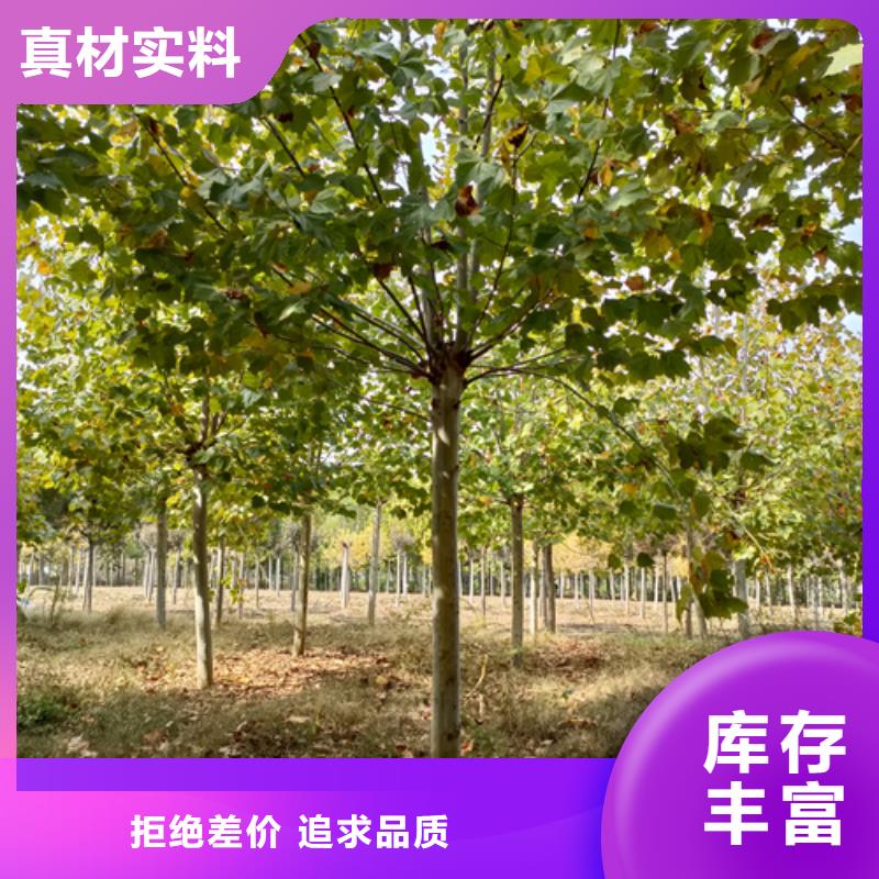 法桐-国槐当地厂家值得信赖品质优良