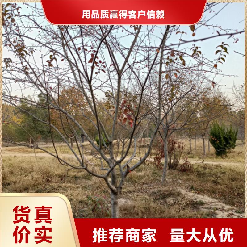 法桐服务始终如一符合行业标准