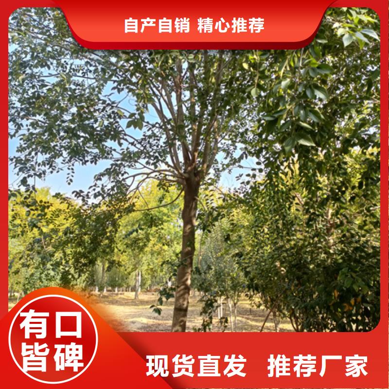 法桐原厂制造同城生产商